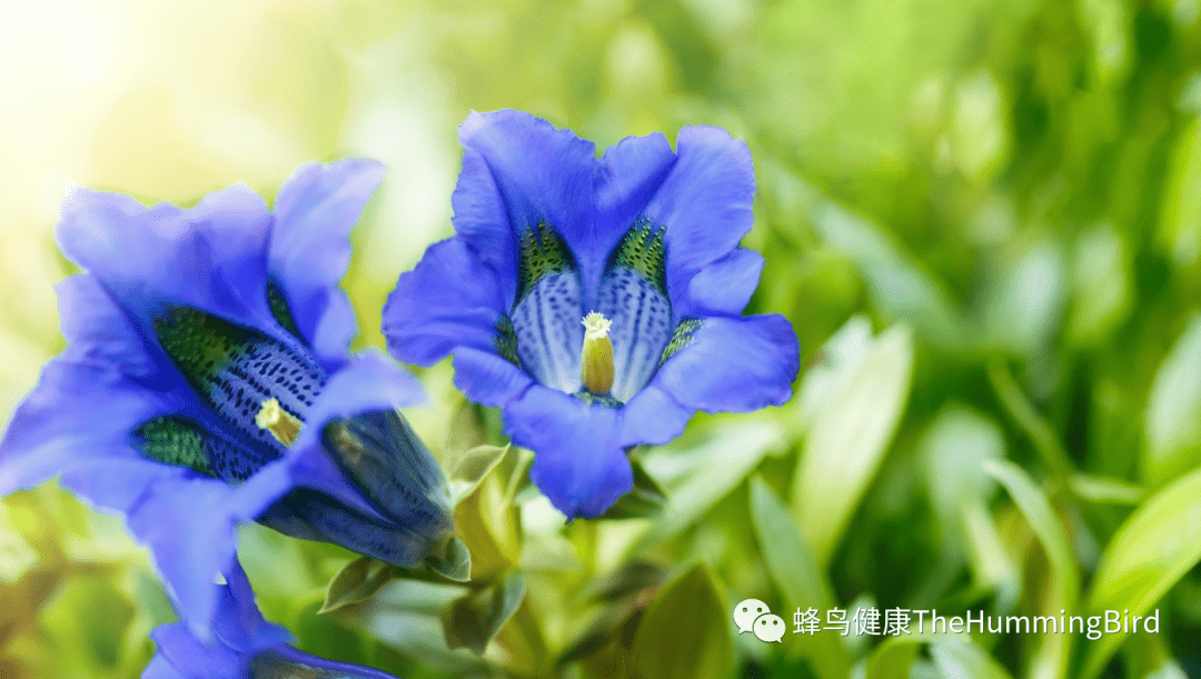 龙胆