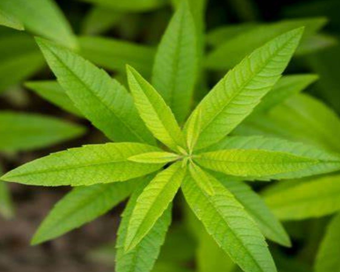 柠檬马鞭草