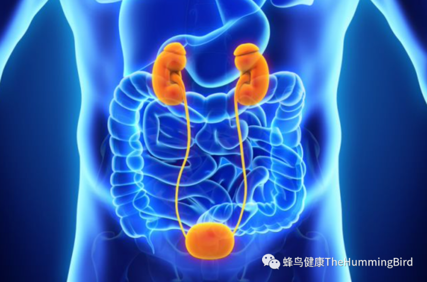 【实践者分享】 尿频、尿急、尿路感染、尿道炎（一）-图片9