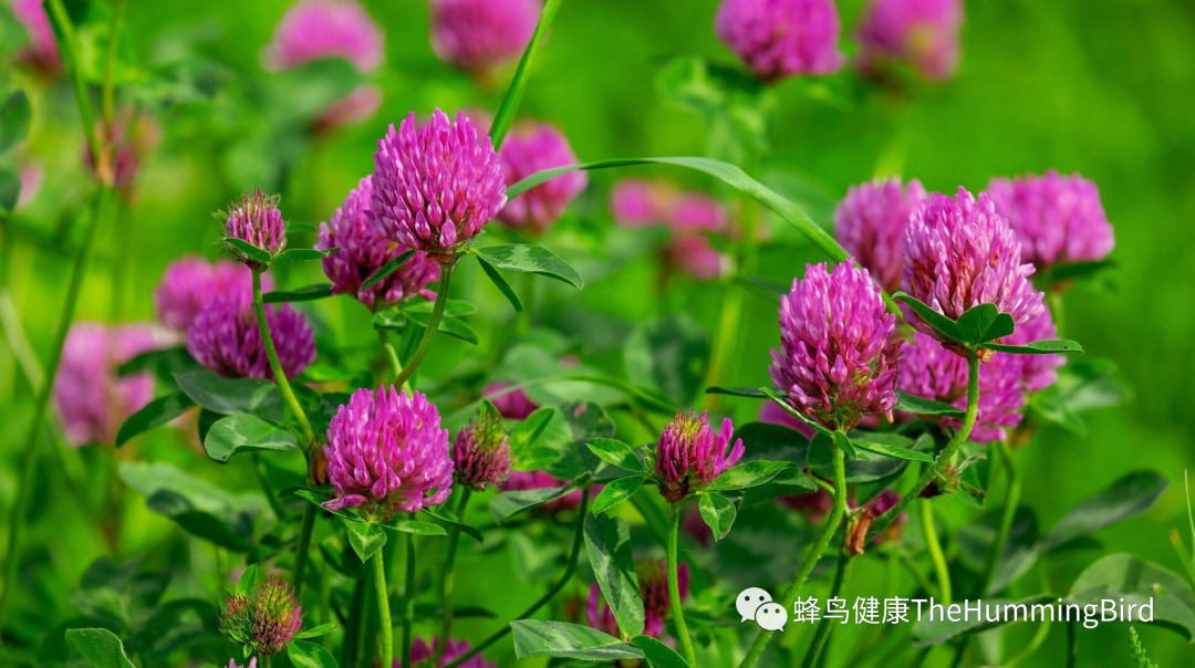 最佳淋巴和血液净化草本 红花苜蓿（红三叶草） 1-图片1