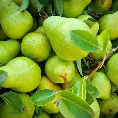 疗愈食物的情感、灵性和灵魂支持（多分类2）-图片6