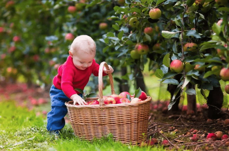 Fruits Picking Healing Anxiety &PTSD（多分类2）