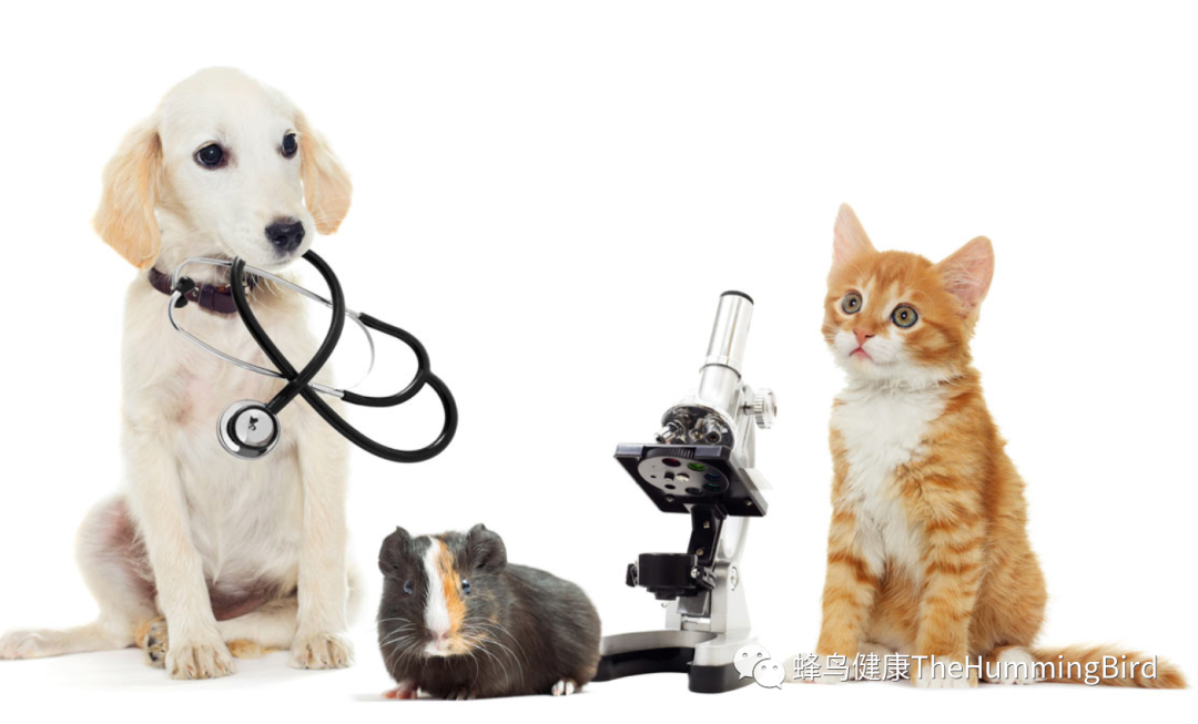 宠物健康（猫、狗等各类宠物）-图片1