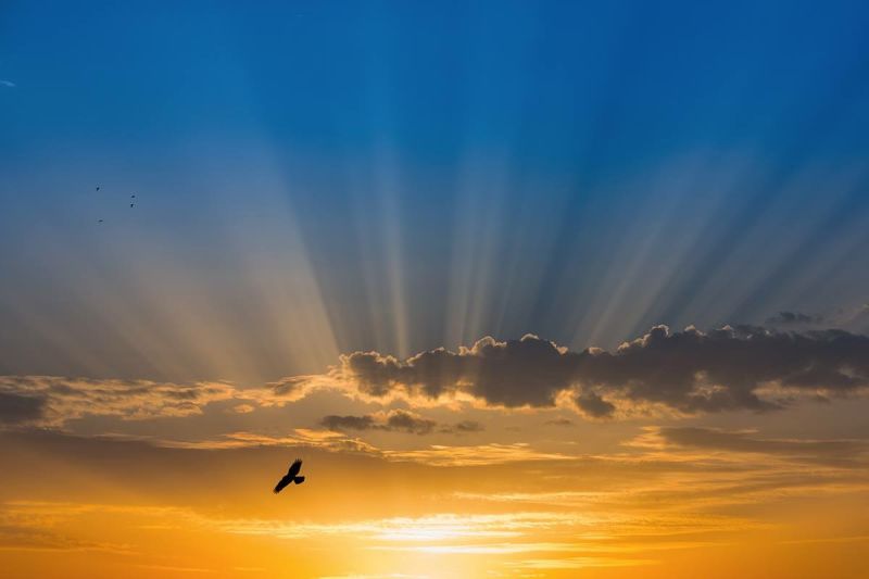 Free As a Bird Meditation： Uncage Your Soul（多分类2）