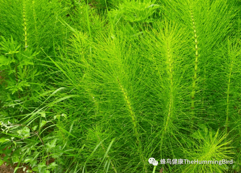 马尾草