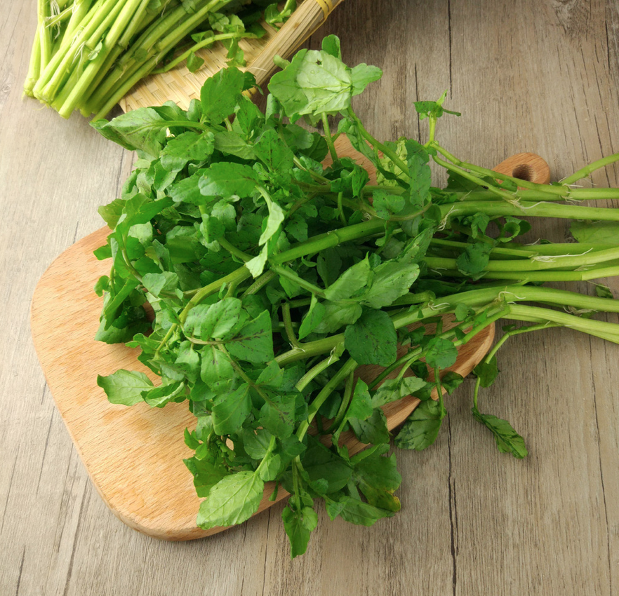 西洋菜（豆瓣菜）-图片1