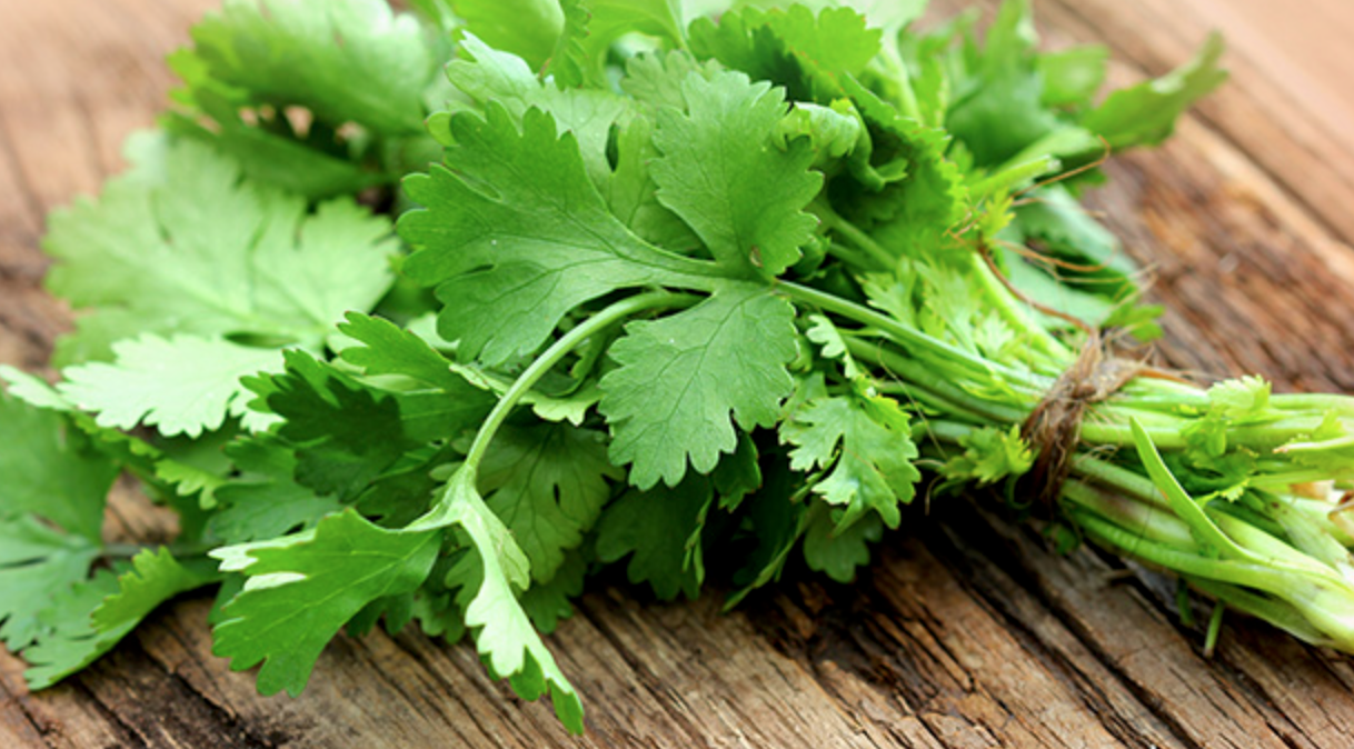 cilantro.png