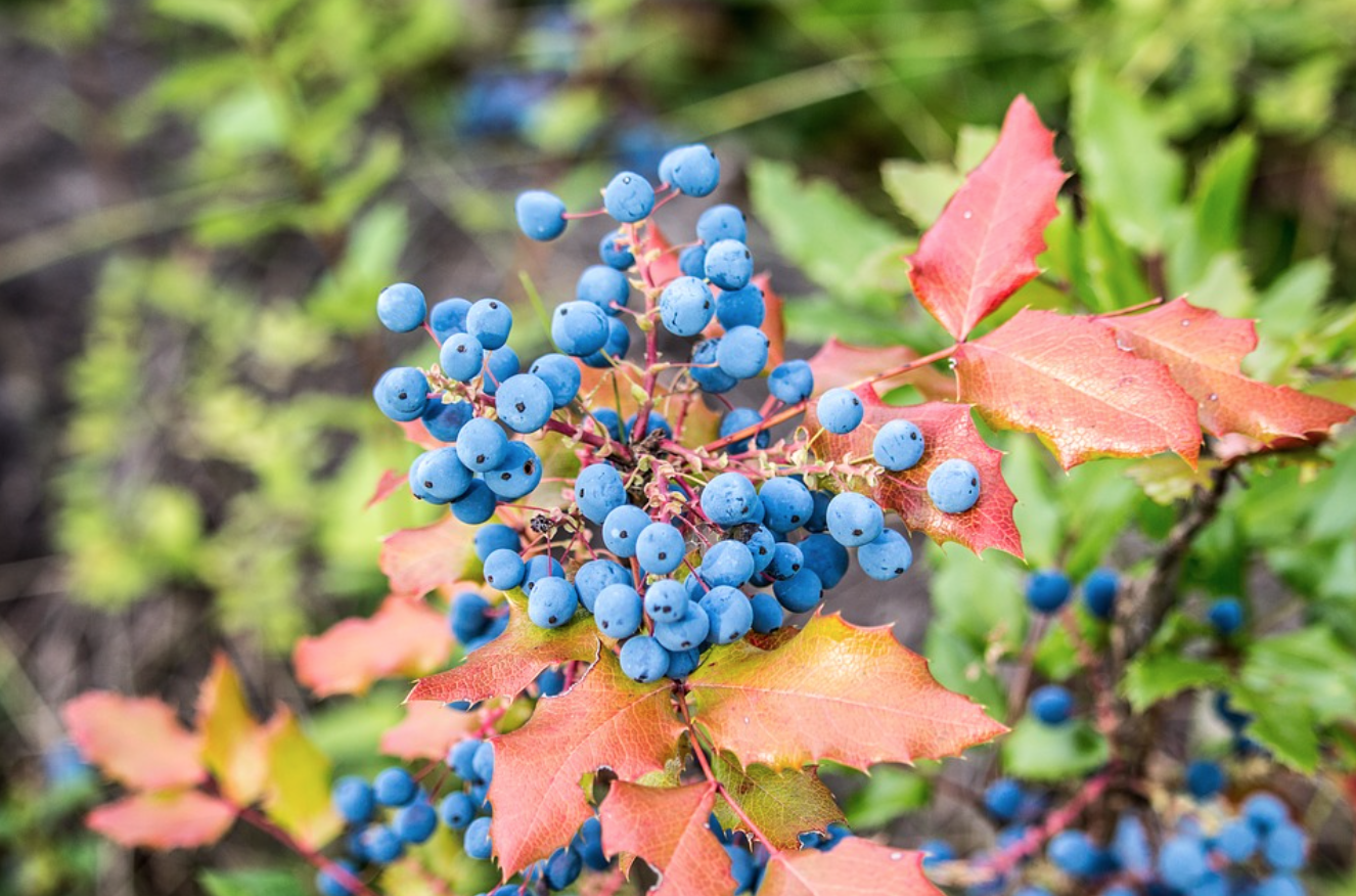 wild blueberry.png