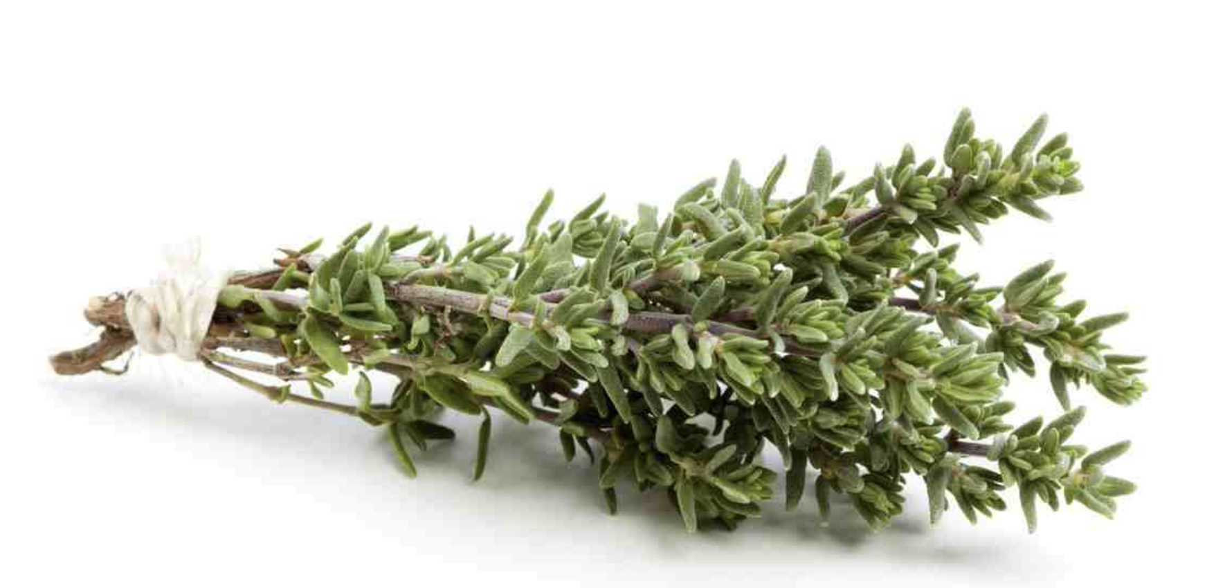 thyme 2.png